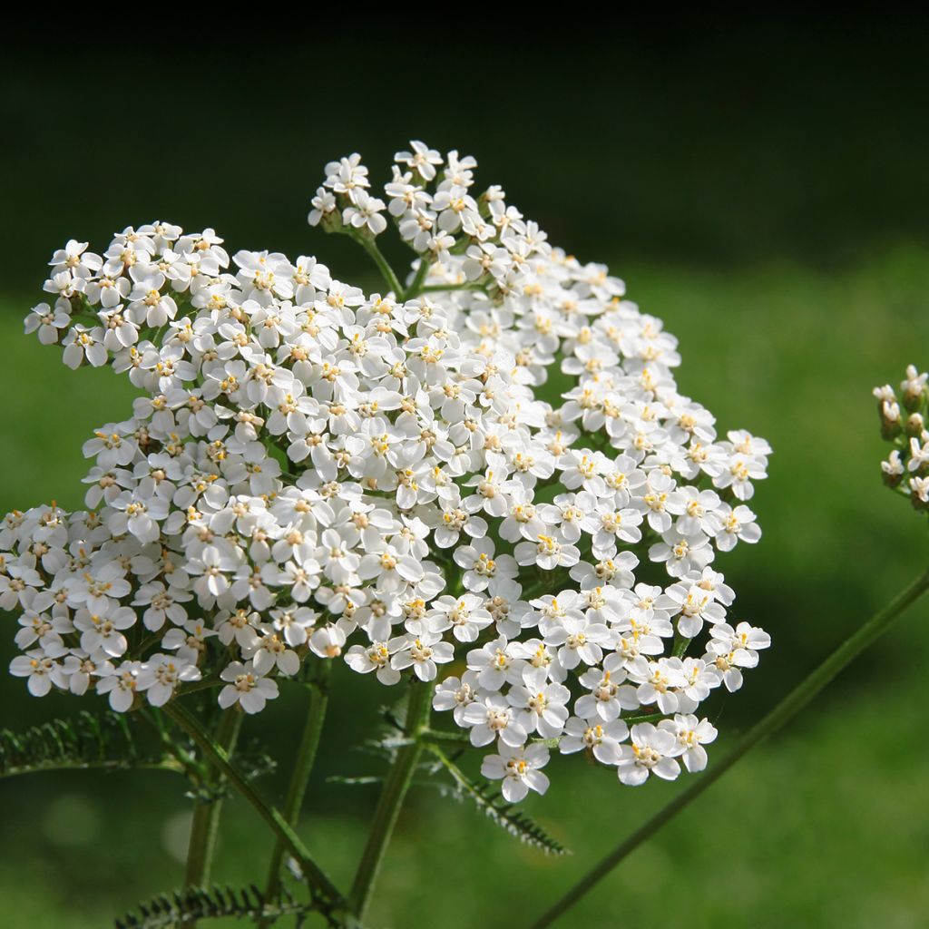 Achillea millefolium