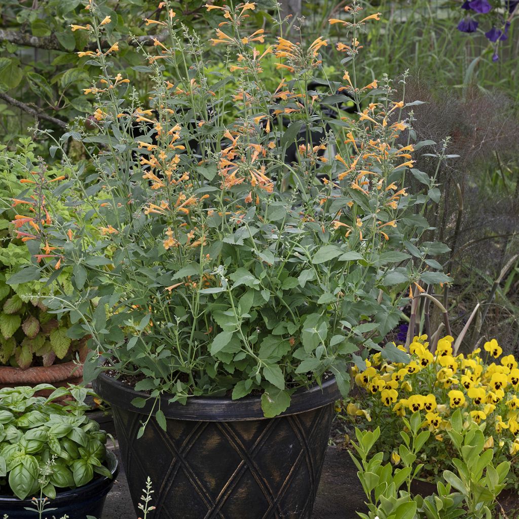 Agastache aurantiaca Navajo Sunset