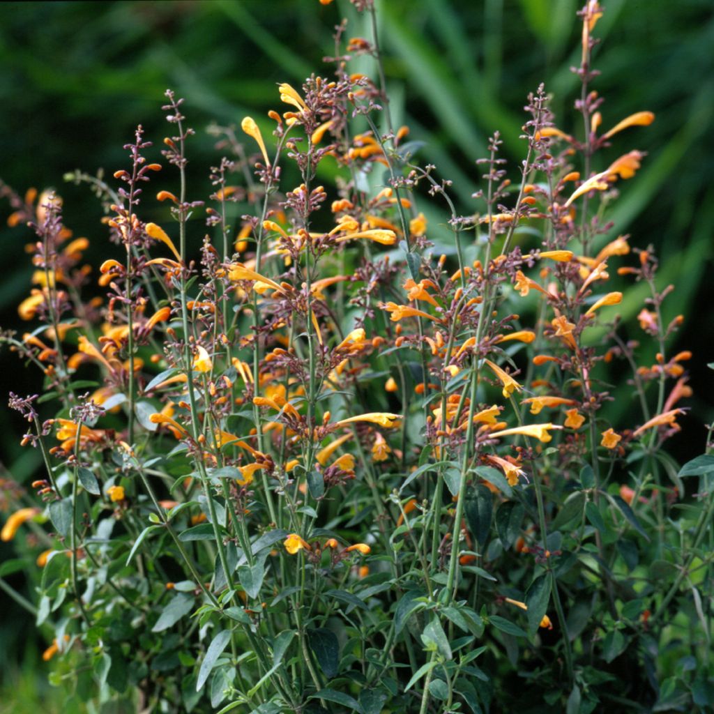 Agastache aurantiaca Navajo Sunset