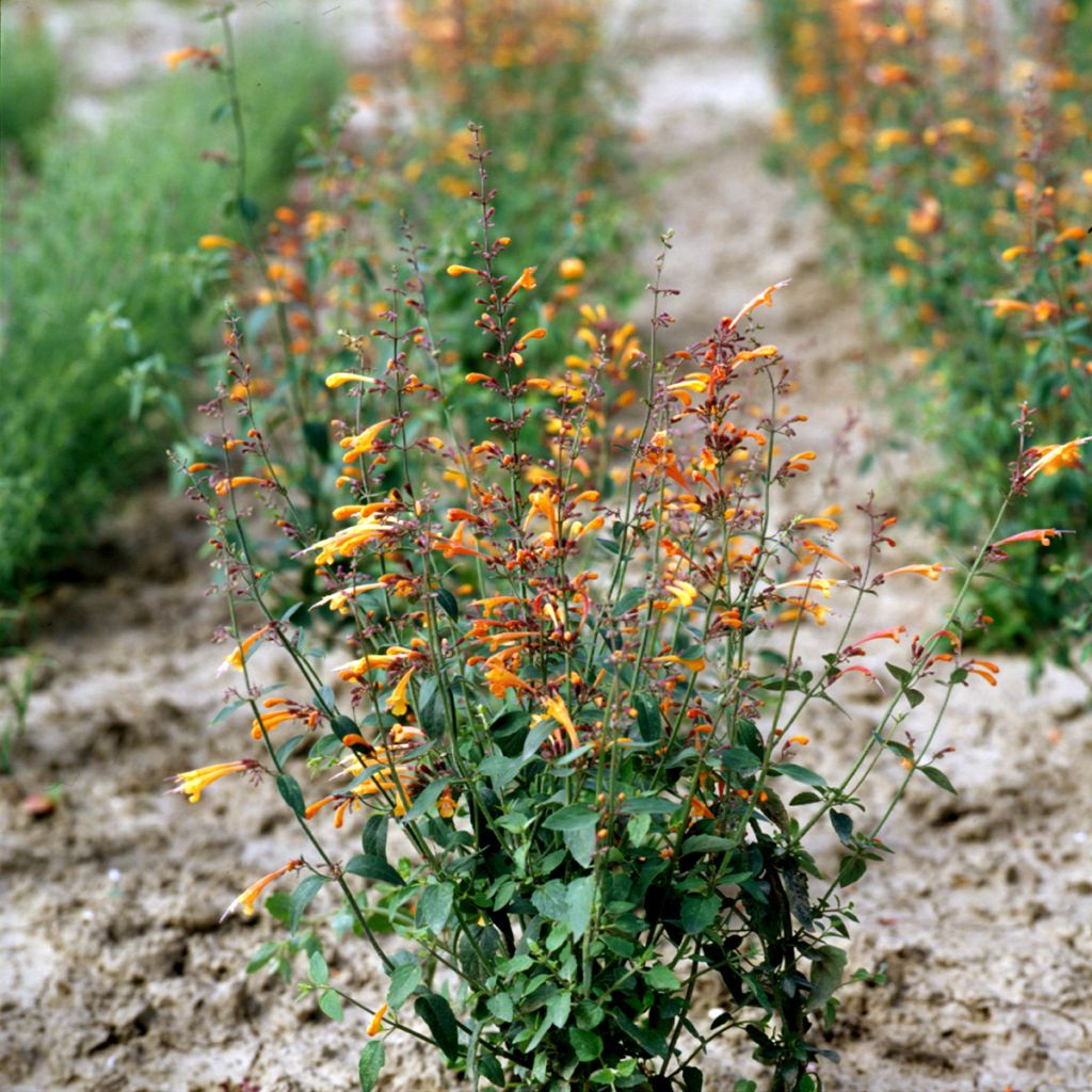 Agastache aurantiaca Navajo Sunset