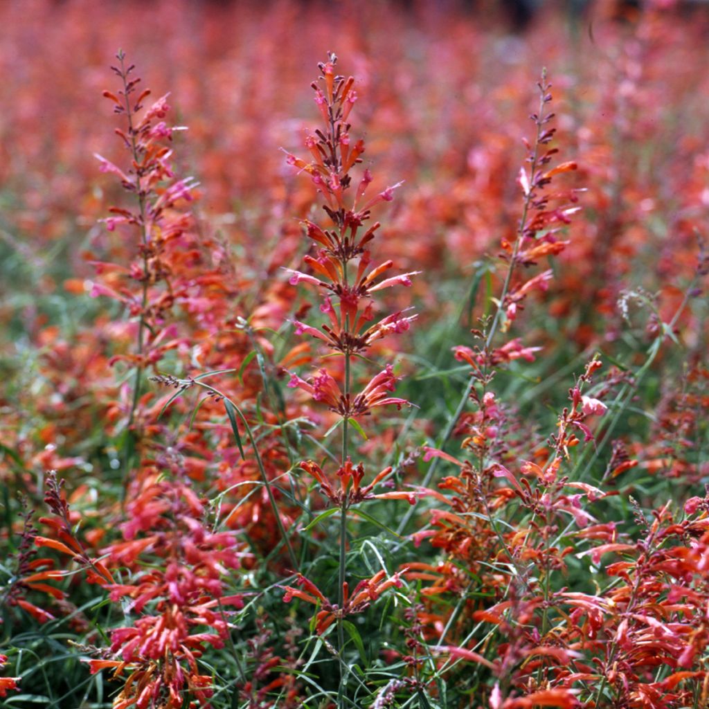 Agastache rupestris Apache Sunset