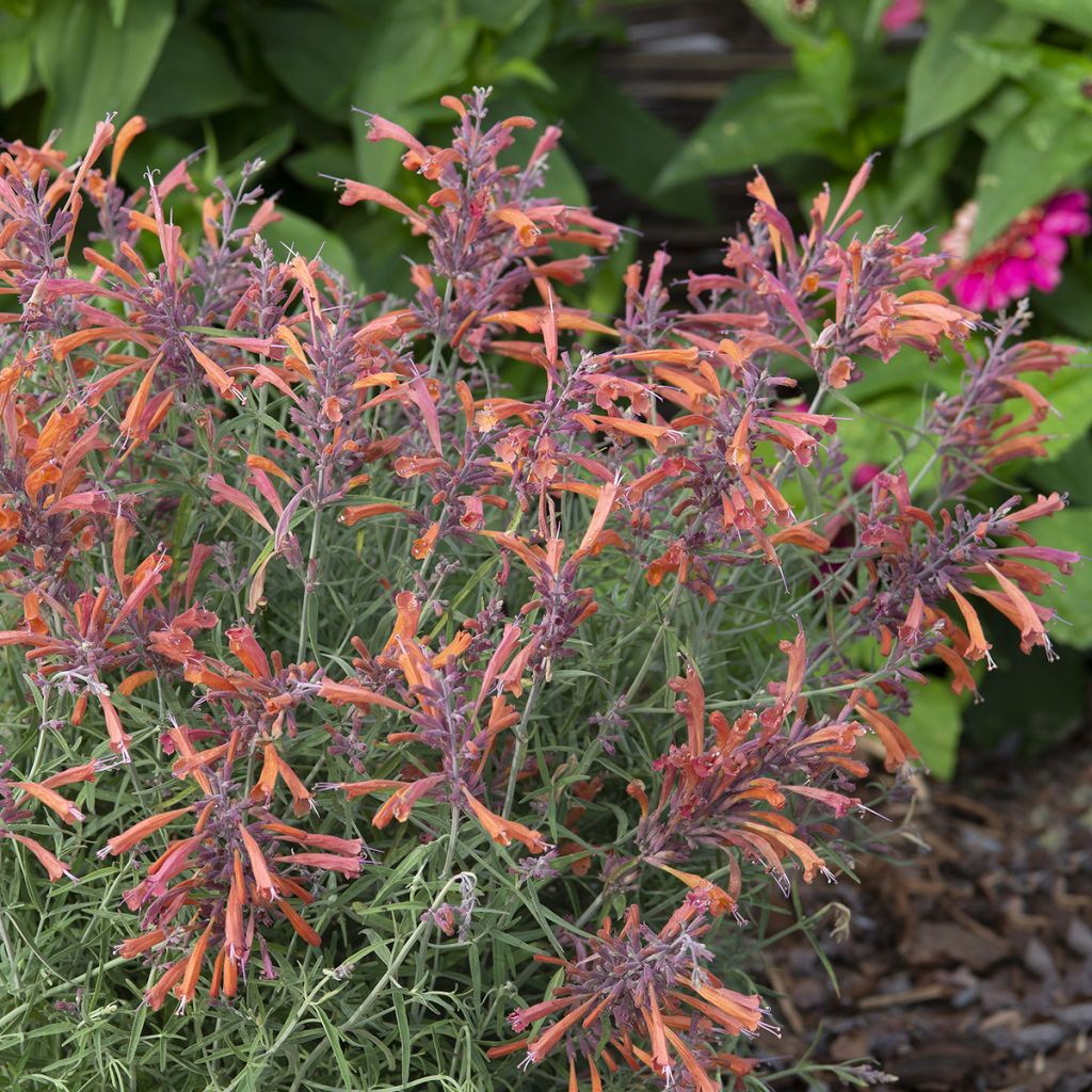 Agastache rupestris Apache Sunset