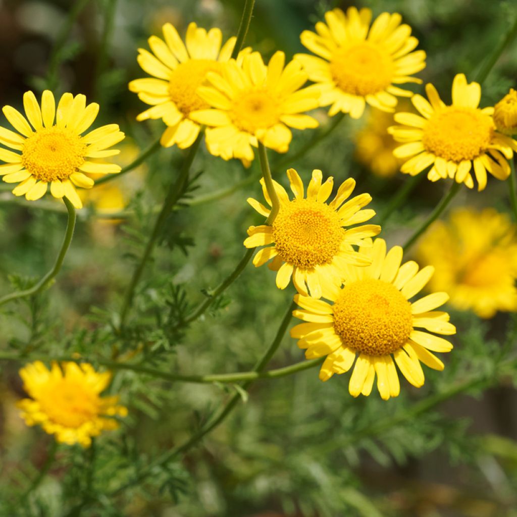 Anthemis tinctoria Kelwayi (semi) - Camomilla dei tintori