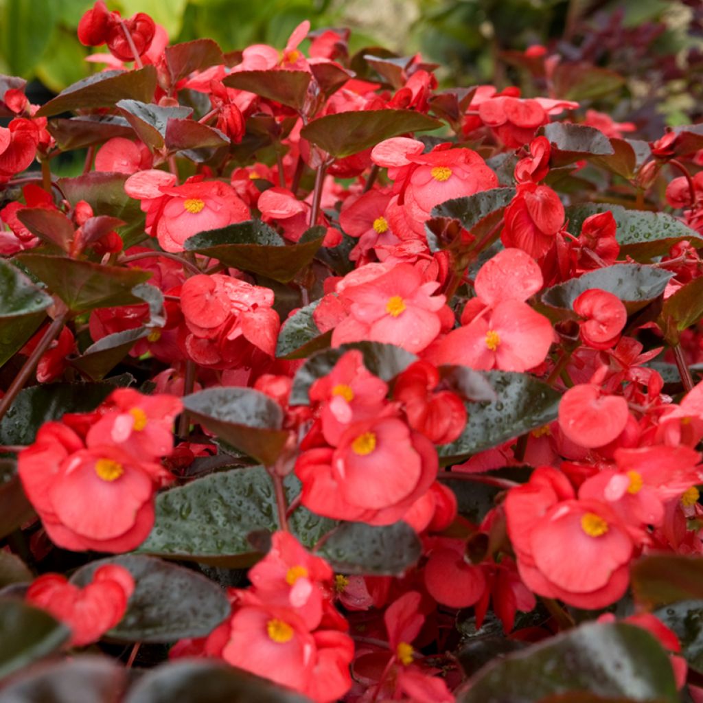 Begonia Big Red Bronze Leaf (semi)