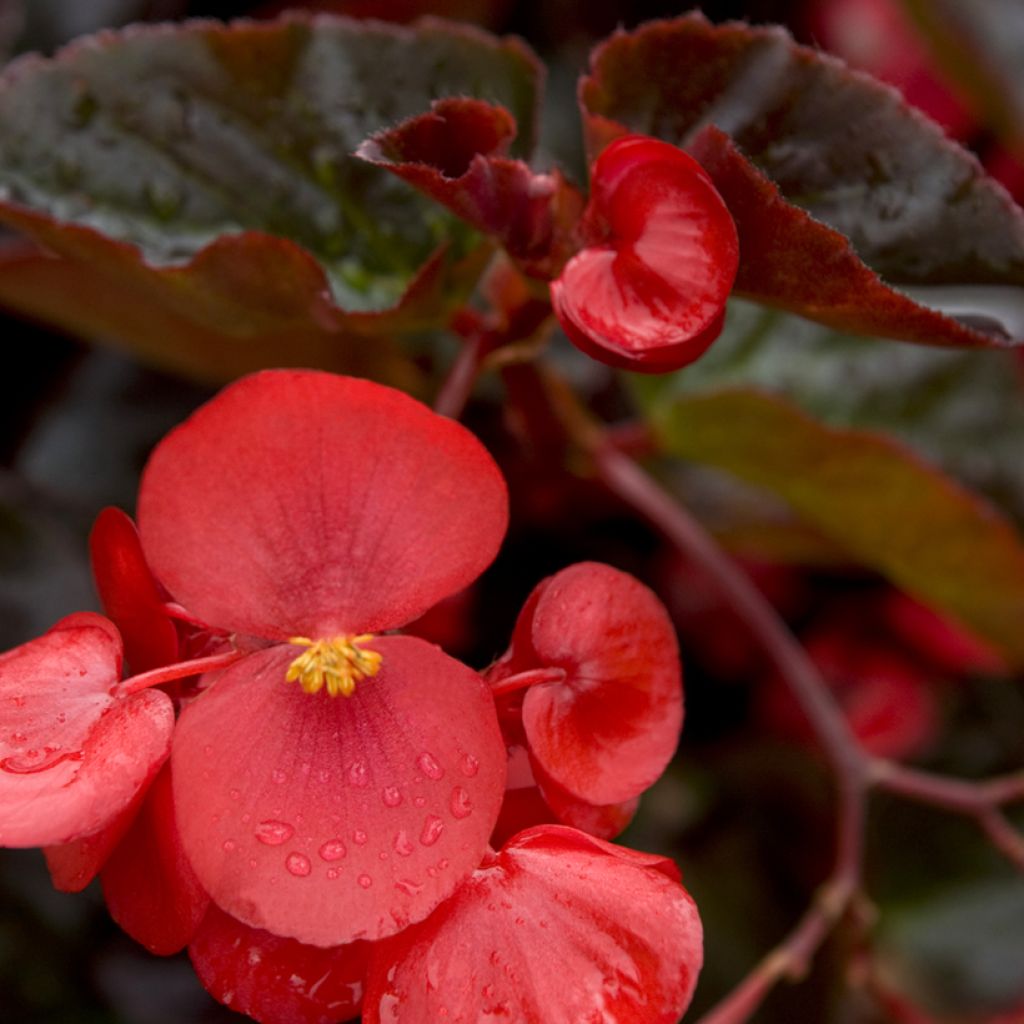 Begonia Big Red Bronze Leaf (semi)