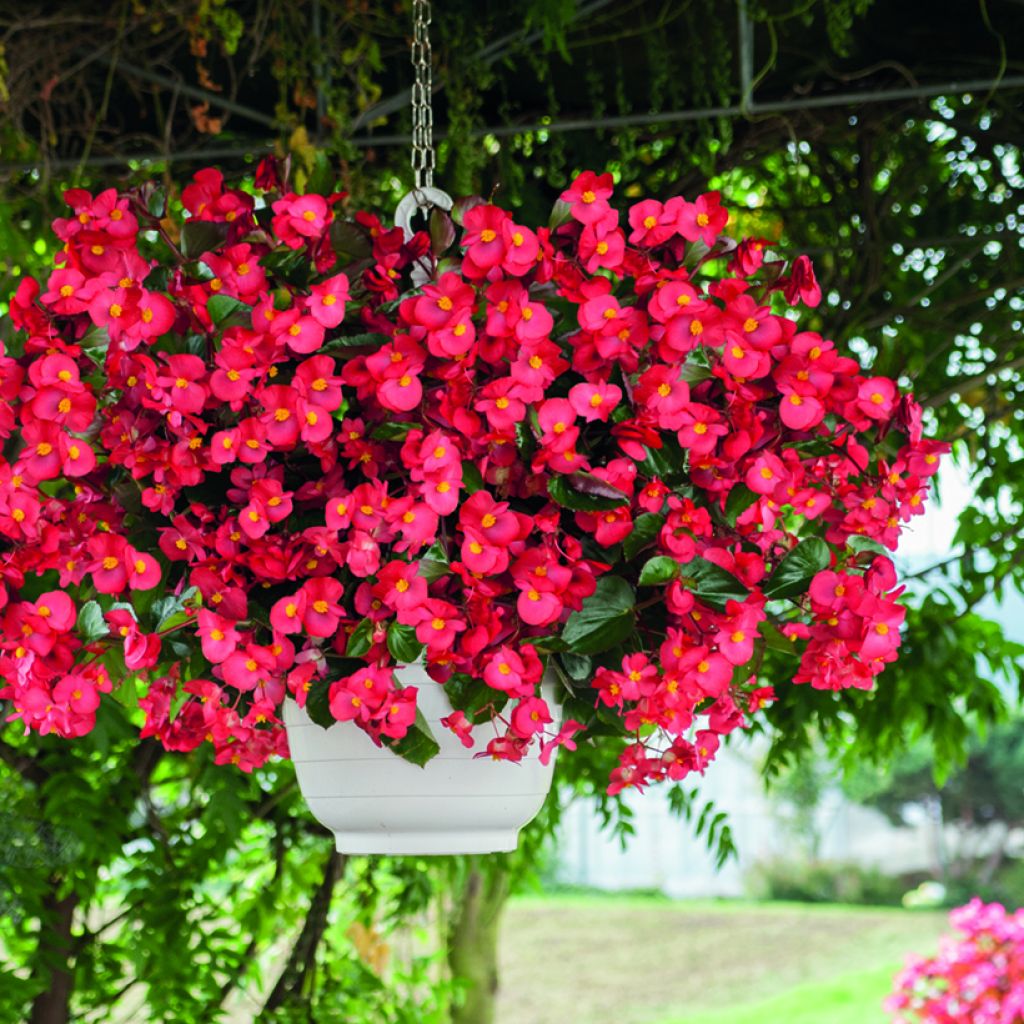 Begonia Big Red Bronze Leaf (semi)