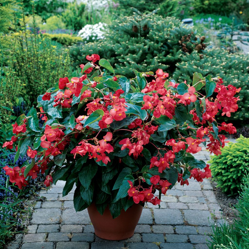 Begonia Dragon Wing rouge (semi)