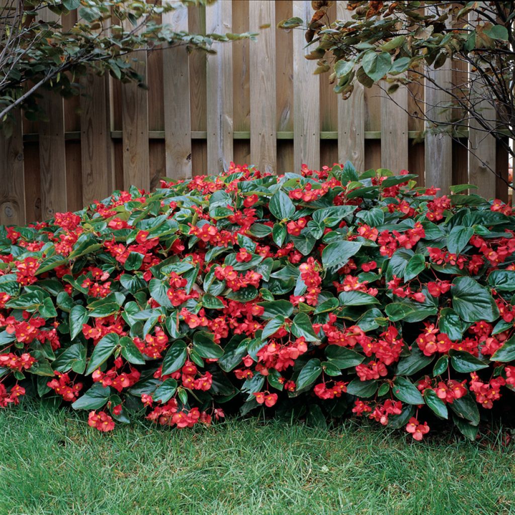 Begonia Dragon Wing rouge (semi)