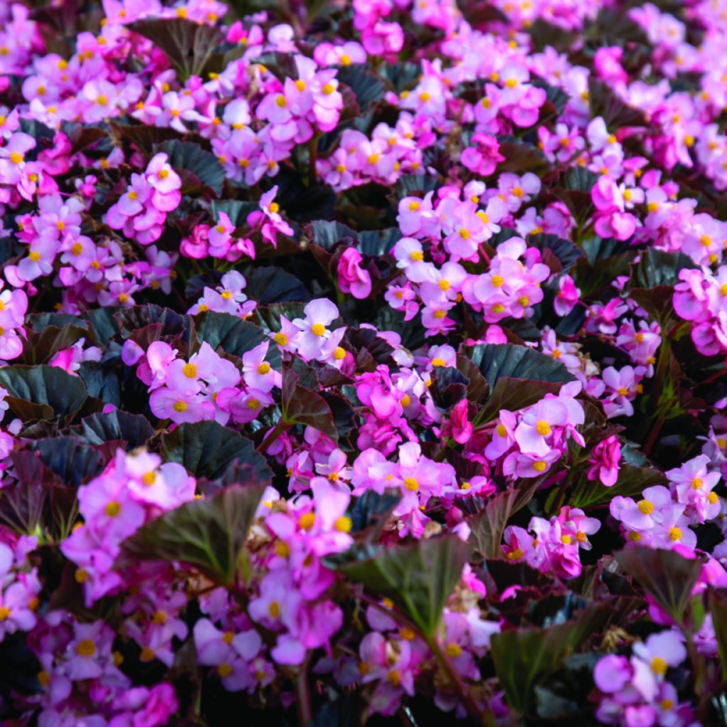 Begonia Stonehedge Light Pink Bronze Leaf (semi)