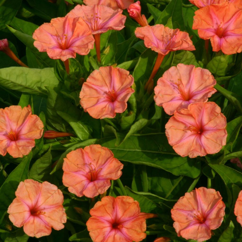 Mirabilis jalapa Salmon Sunset - Bella di notte