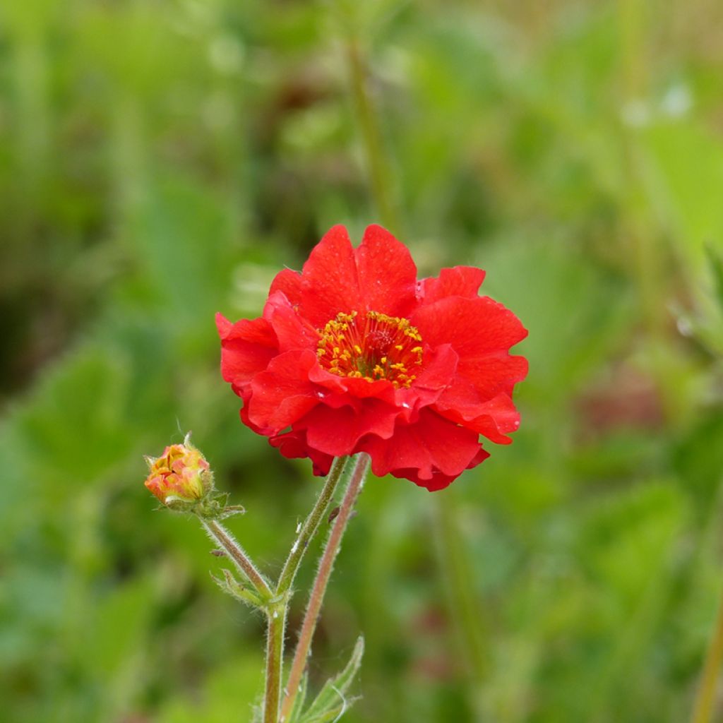 Geum chiloense Mrs Bradshaw (semi)