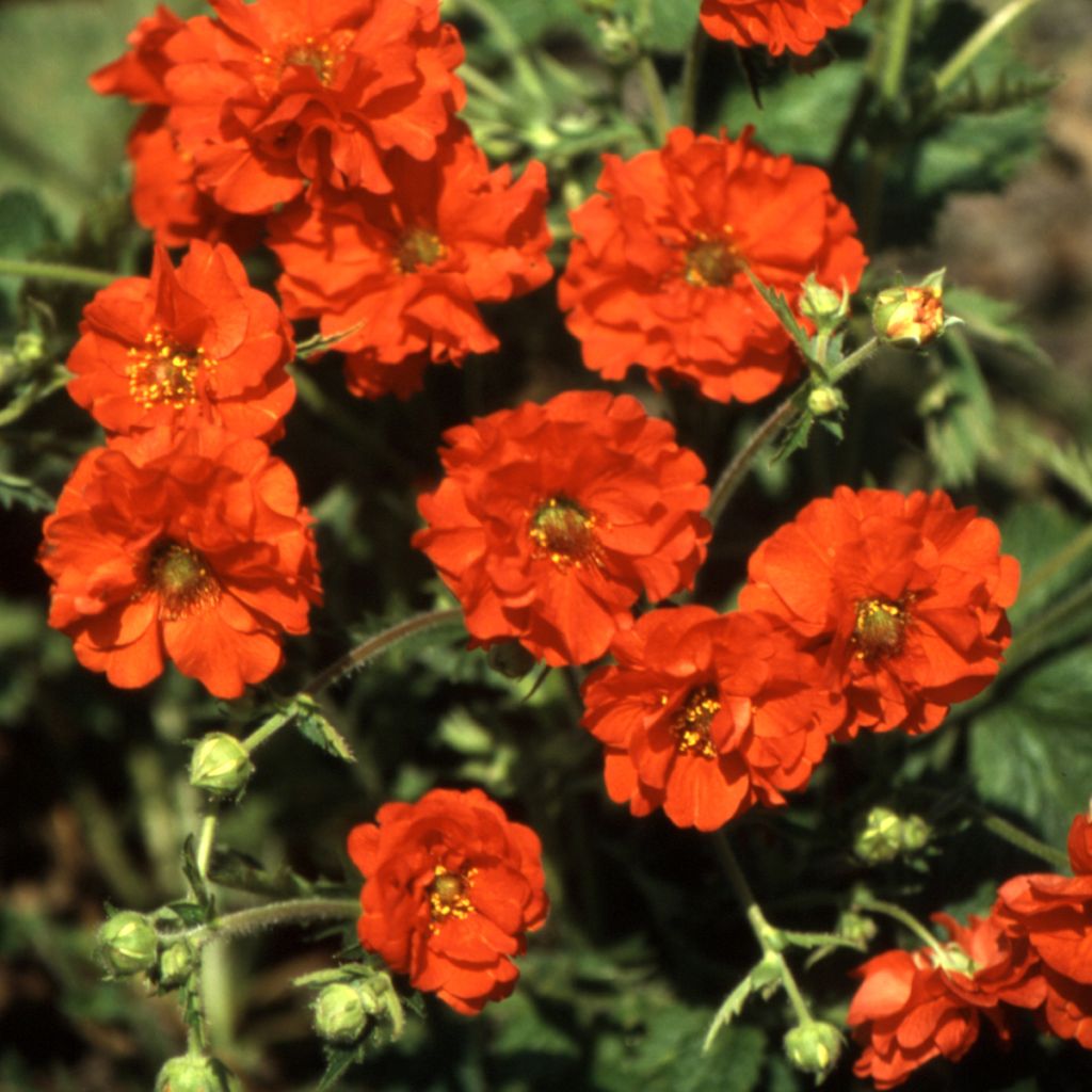 Geum chiloense Red Dragon