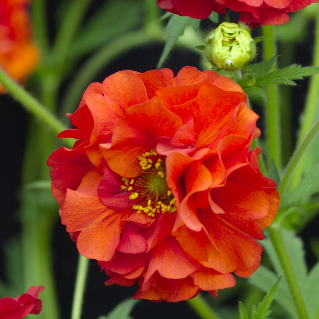 Geum chiloense Red Dragon