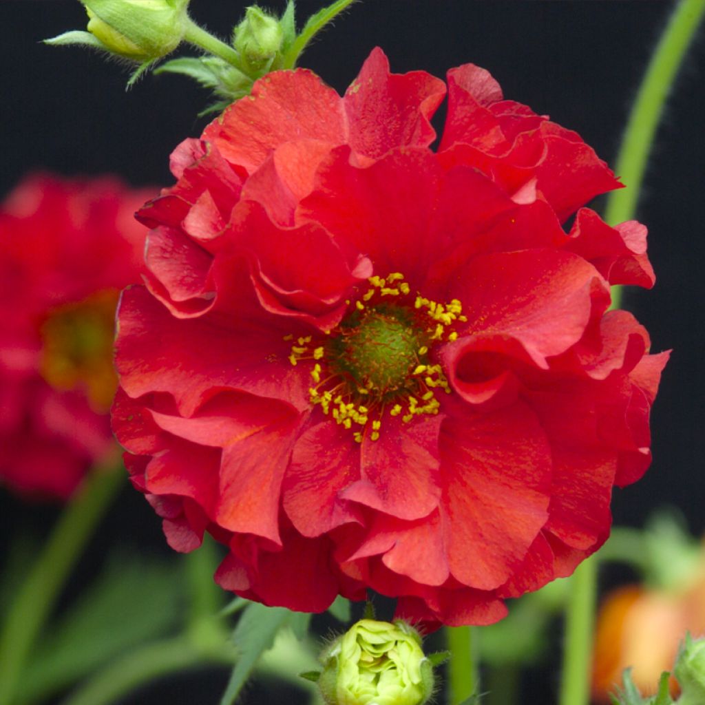 Geum chiloense Red Dragon