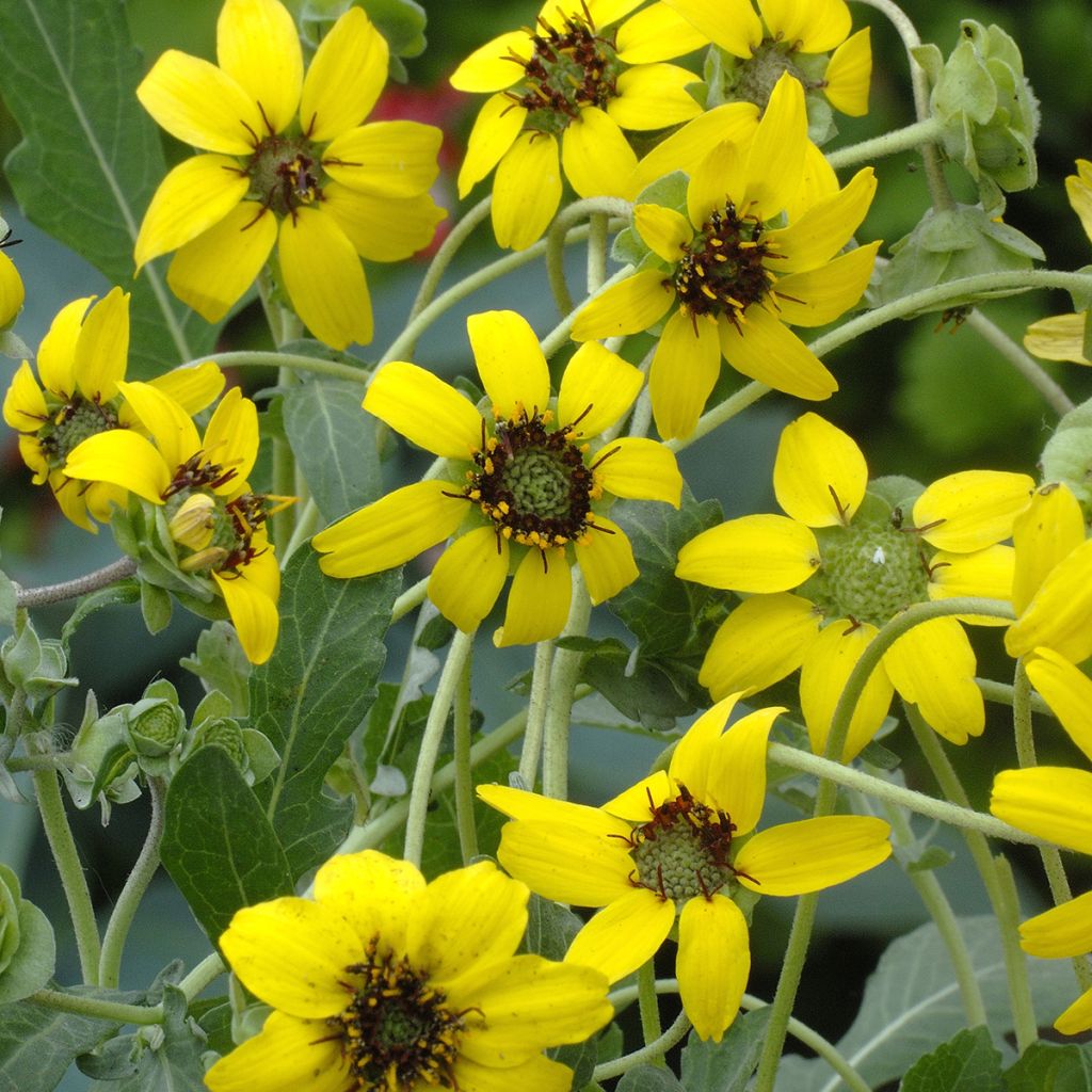 Berlandiera lyrata - Fiore di cioccolato