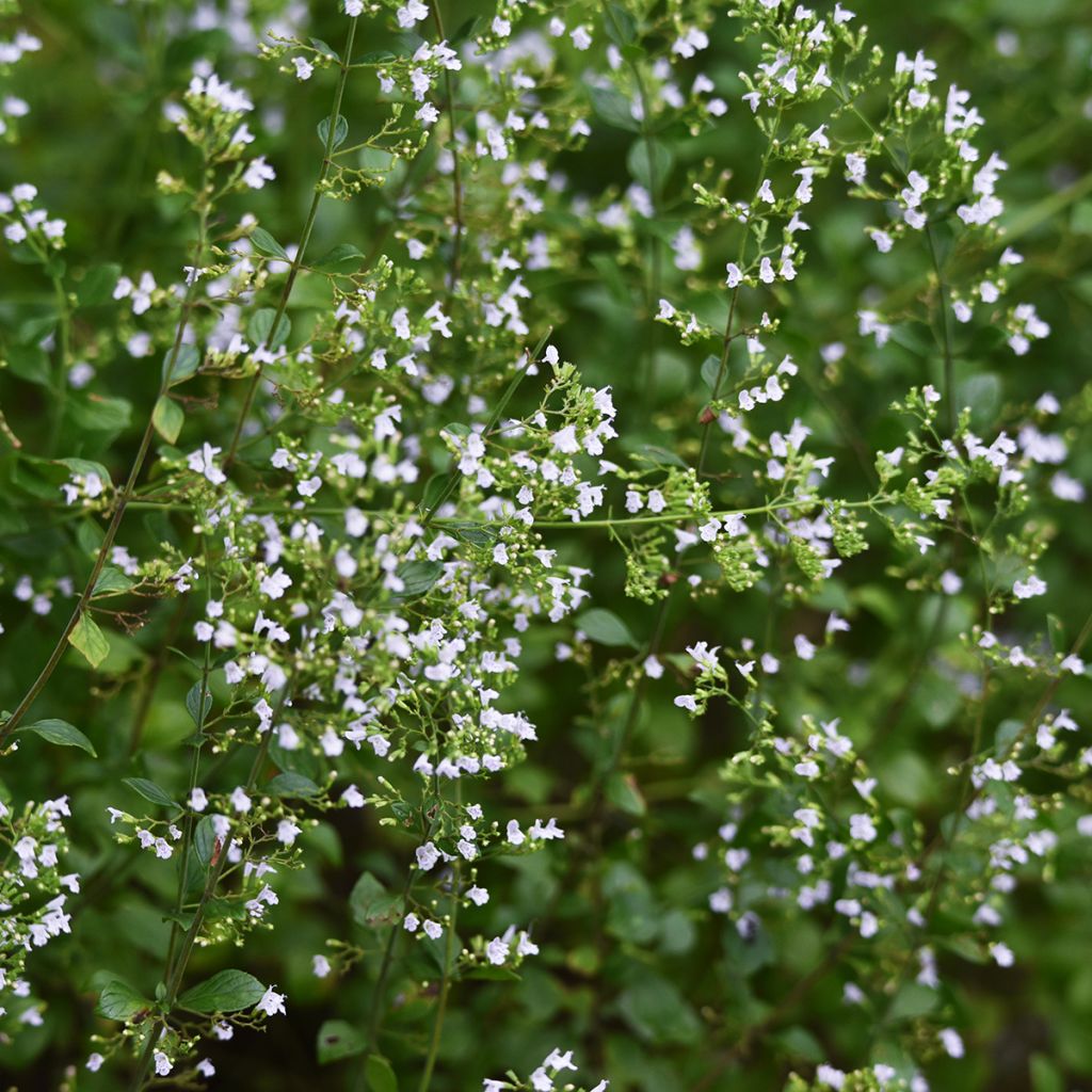 Calamintha nepeta (semi) - Mentuccia commune