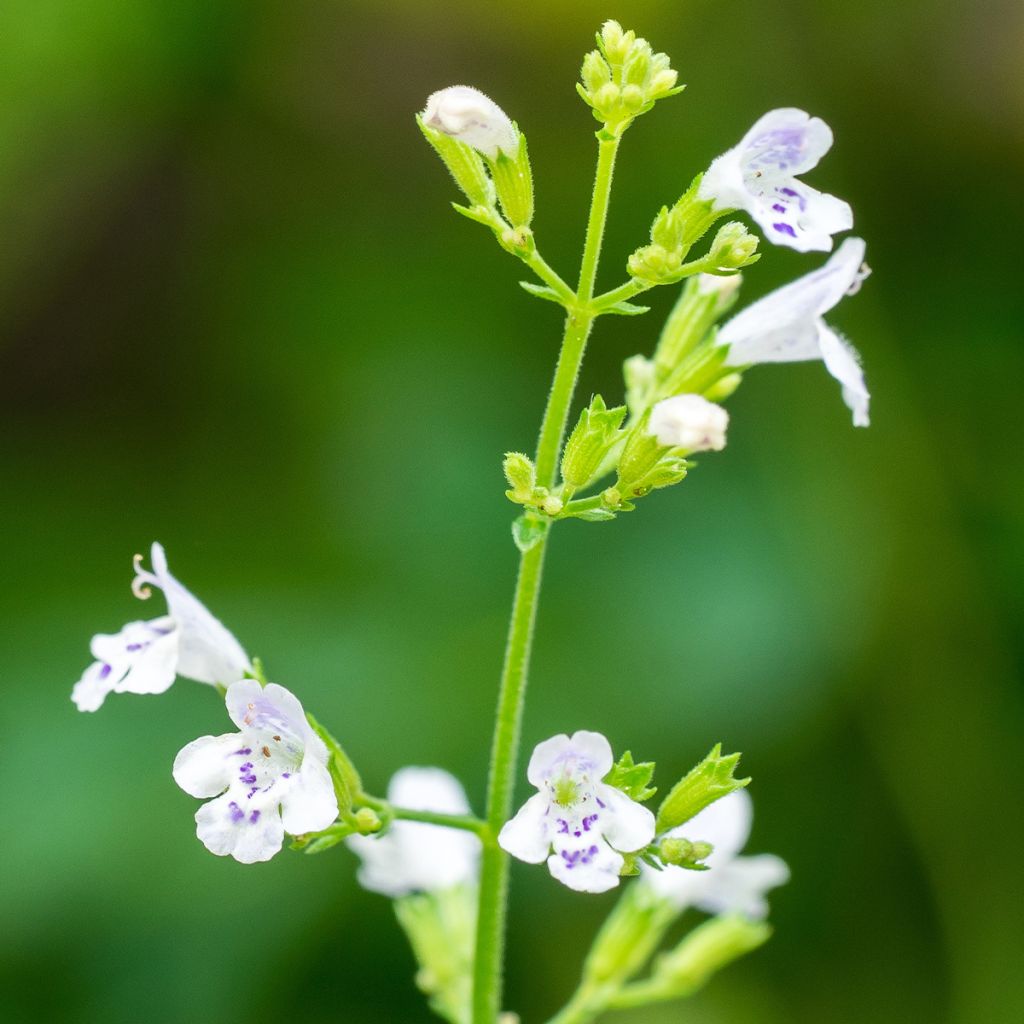 Calamintha nepeta (semi) - Mentuccia commune