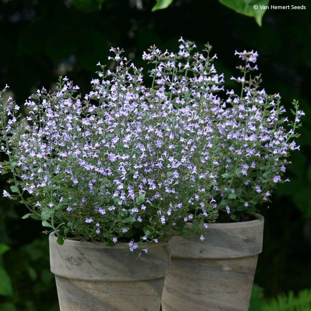 Calamintha nepeta Marvelette Blue - Mentuccia comune