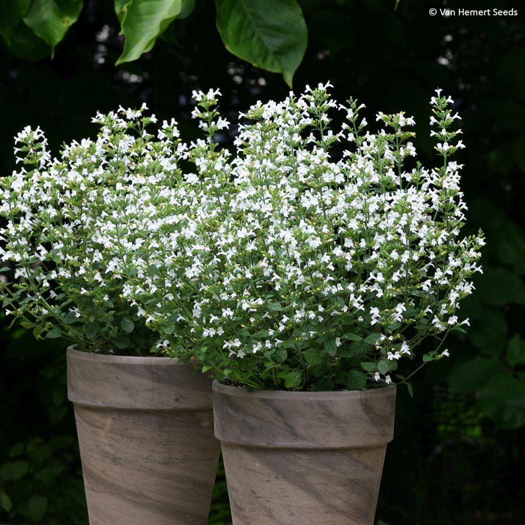 Calamintha nepeta Marvelette White - Mentuccia comune