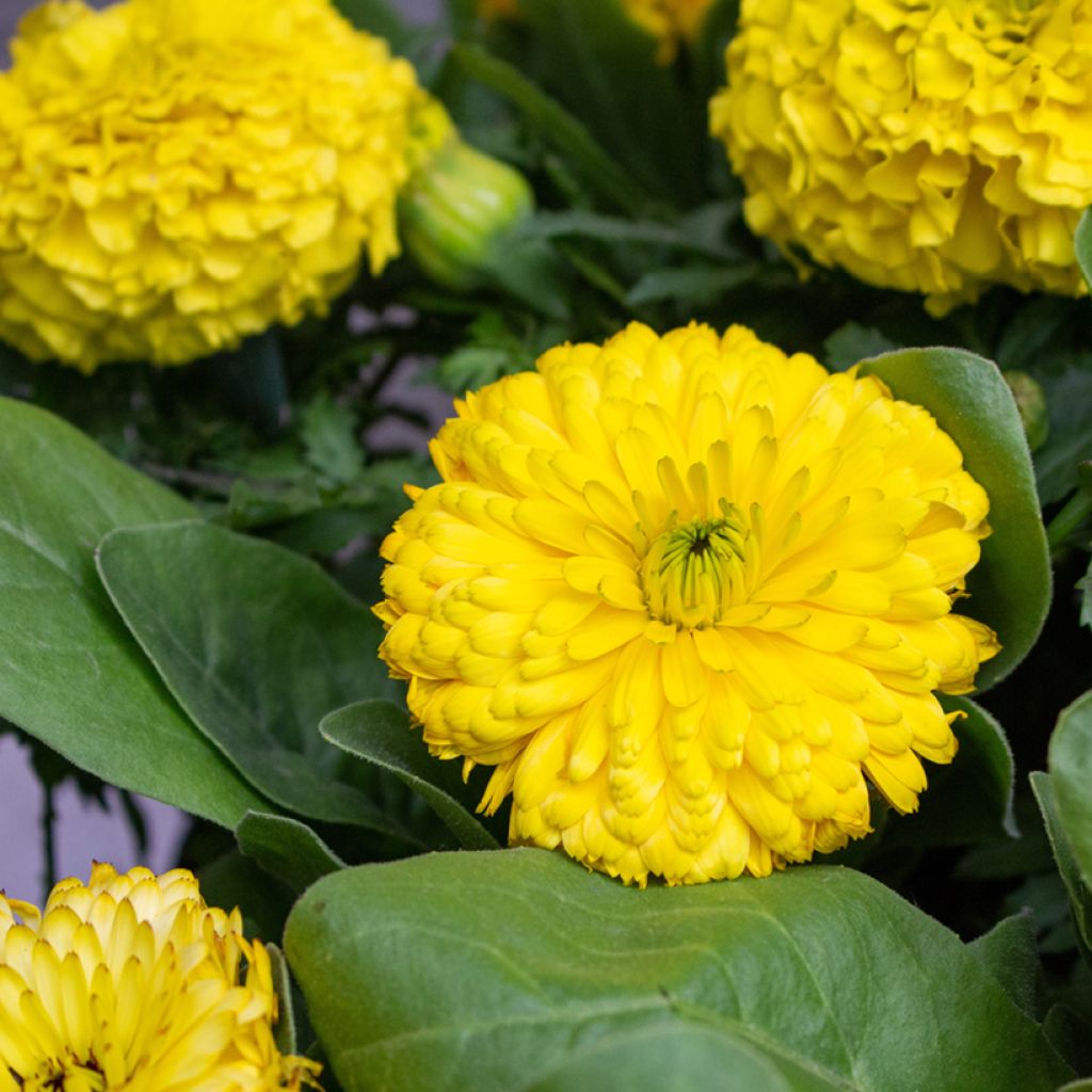 Calendula officinalis Ball’s Golden Yellow - Fiorrancio