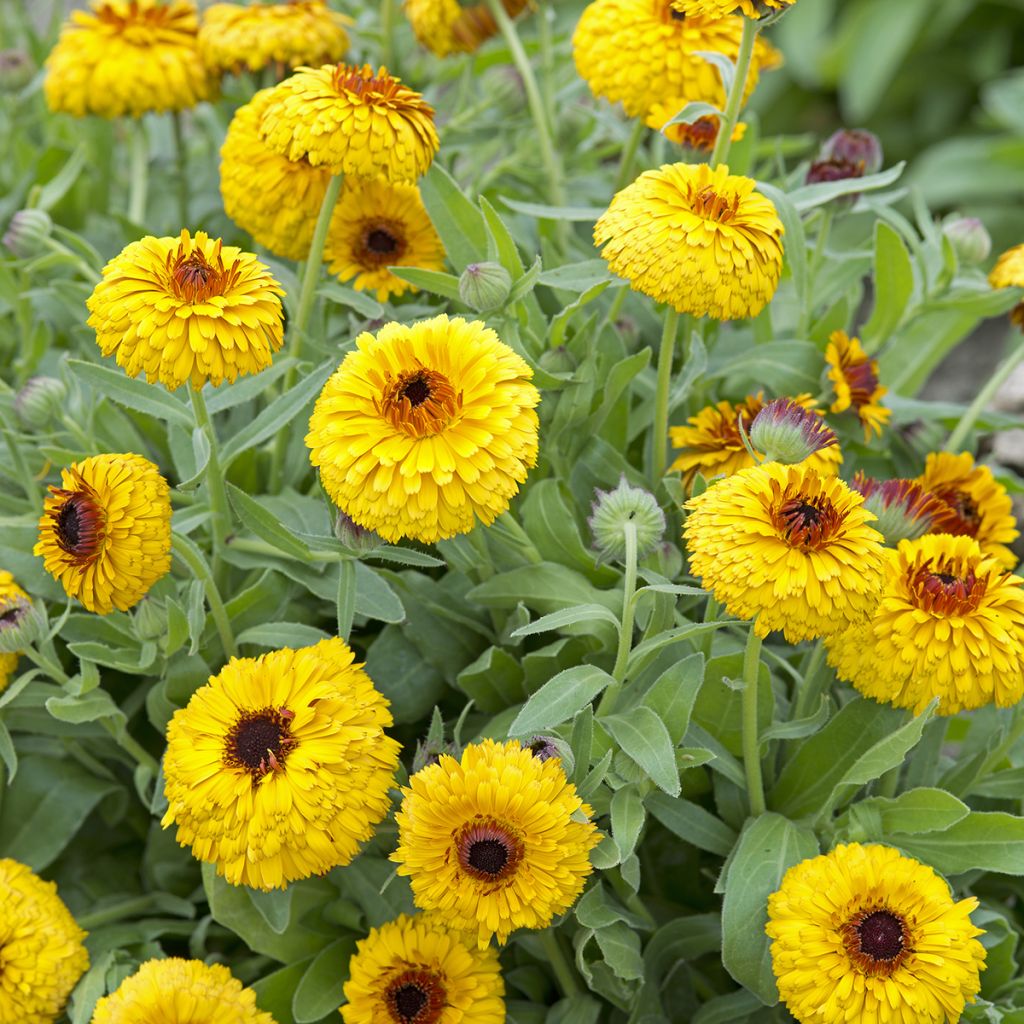 Calendula officinalis Bull's Eye - Fiorrancio