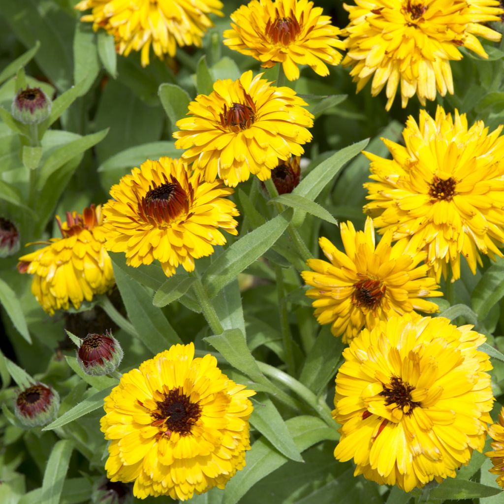 Calendula officinalis Bull's Eye - Fiorrancio