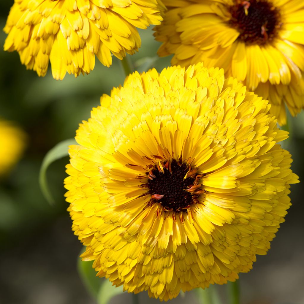 Calendula officinalis Bull's Eye - Fiorrancio