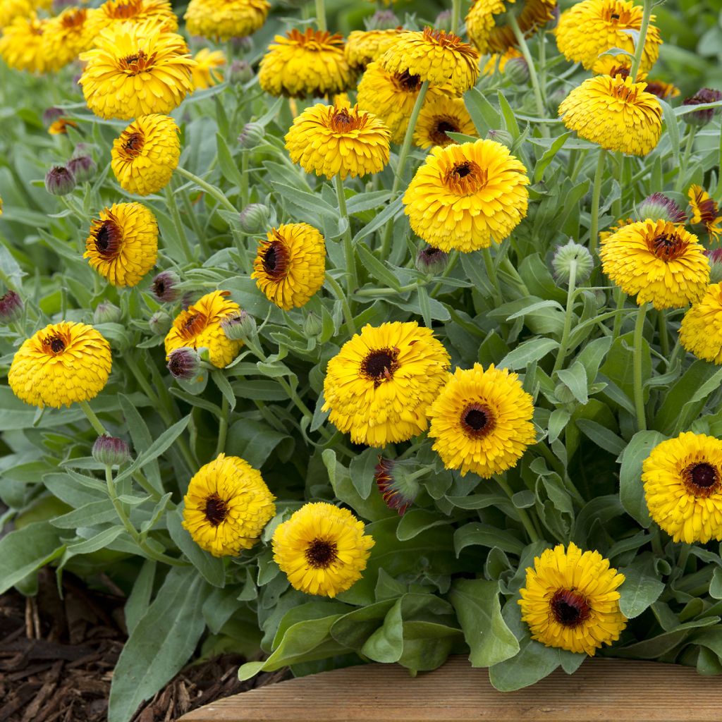 Calendula officinalis Bull's Eye - Fiorrancio