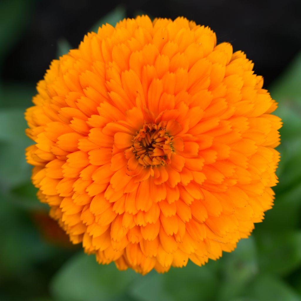 Calendula officinalis Candyman Orange - Calendola