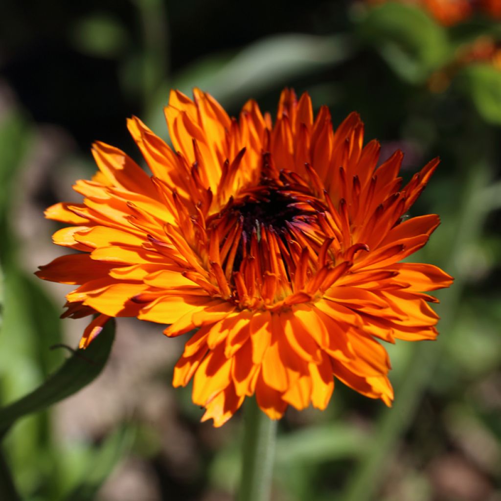 Calendula officinalis Néon - Calendola