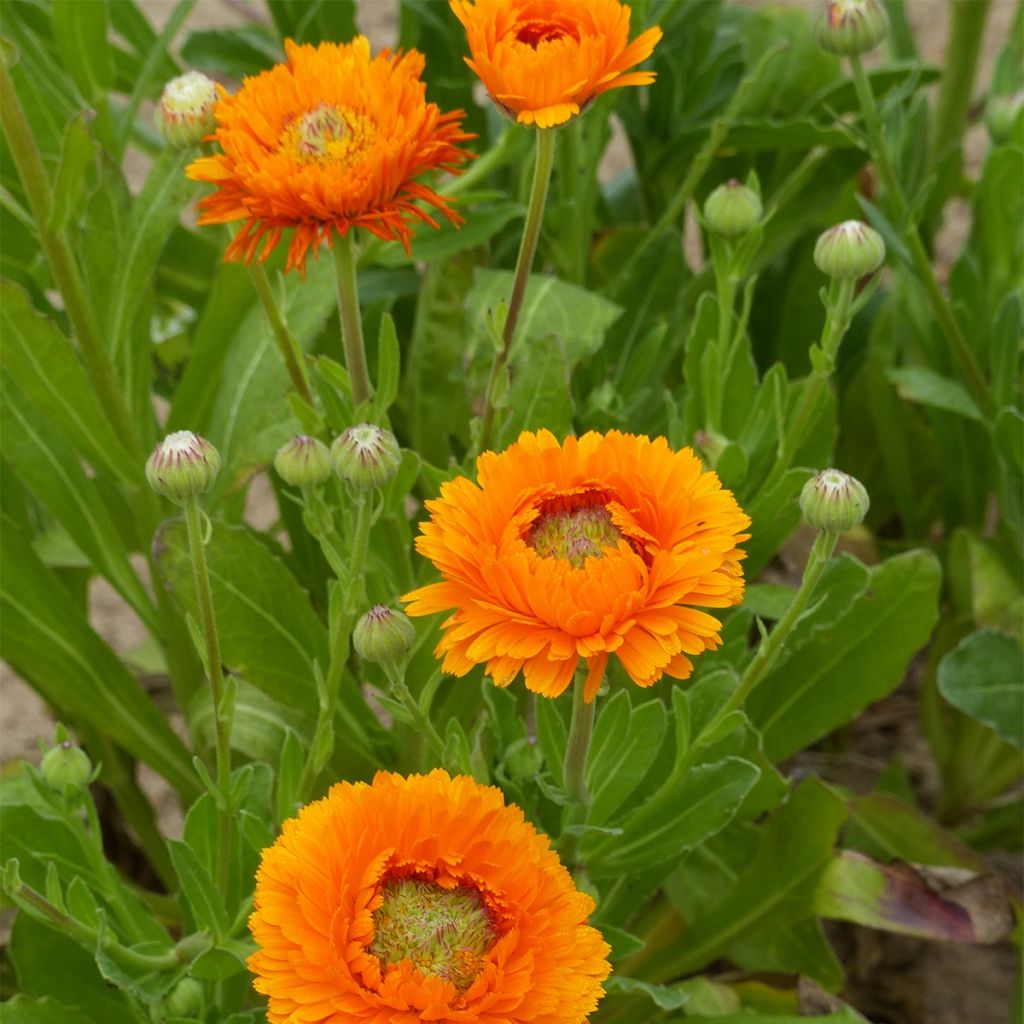 Calendula officinalis Greenheart Orange - Fiorrancio