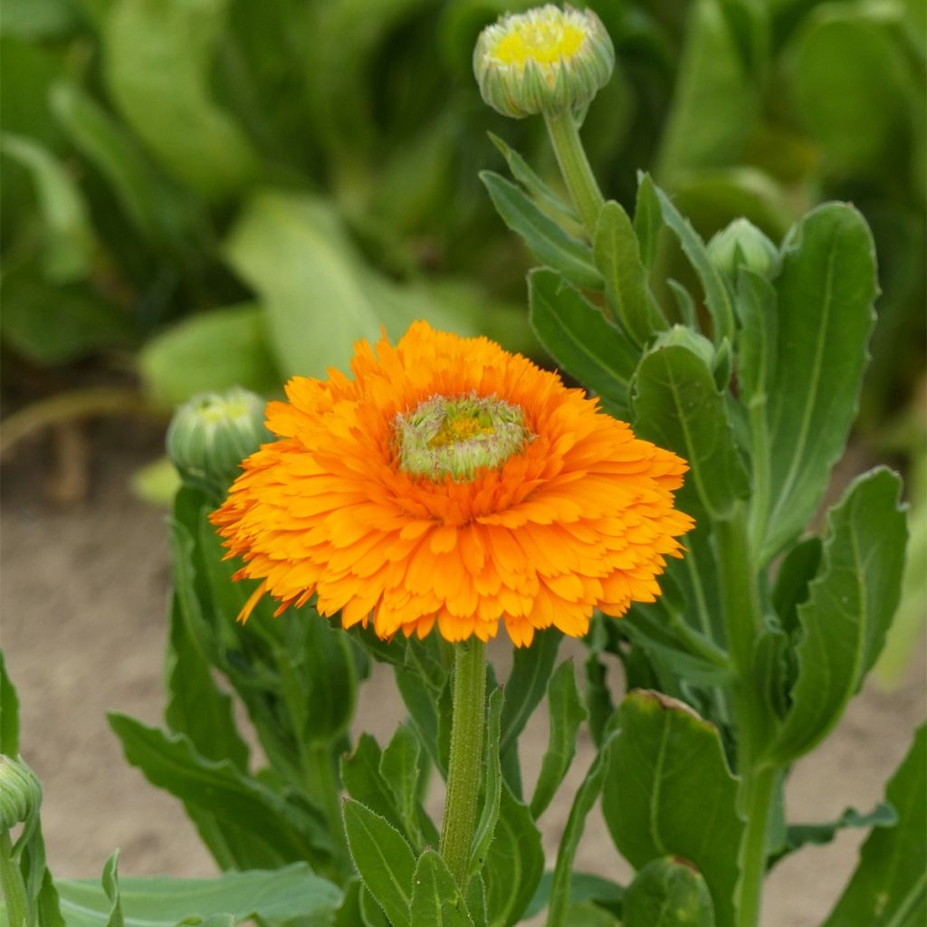 Calendula officinalis Greenheart Orange - Fiorrancio