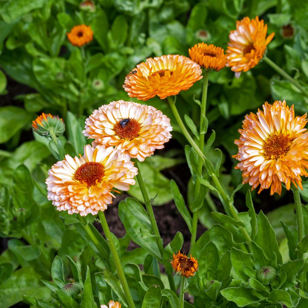 Calendula officinalis Pink Surprise - Calendola