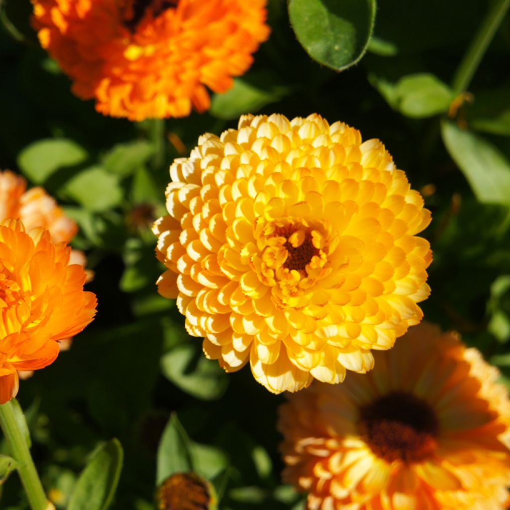 Calendula officinalis Pink Surprise - Calendola