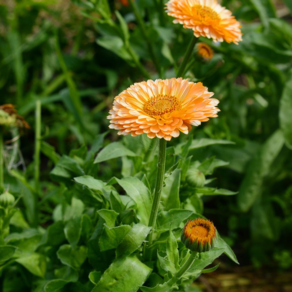 Calendula officinalis Pink Surprise - Calendola