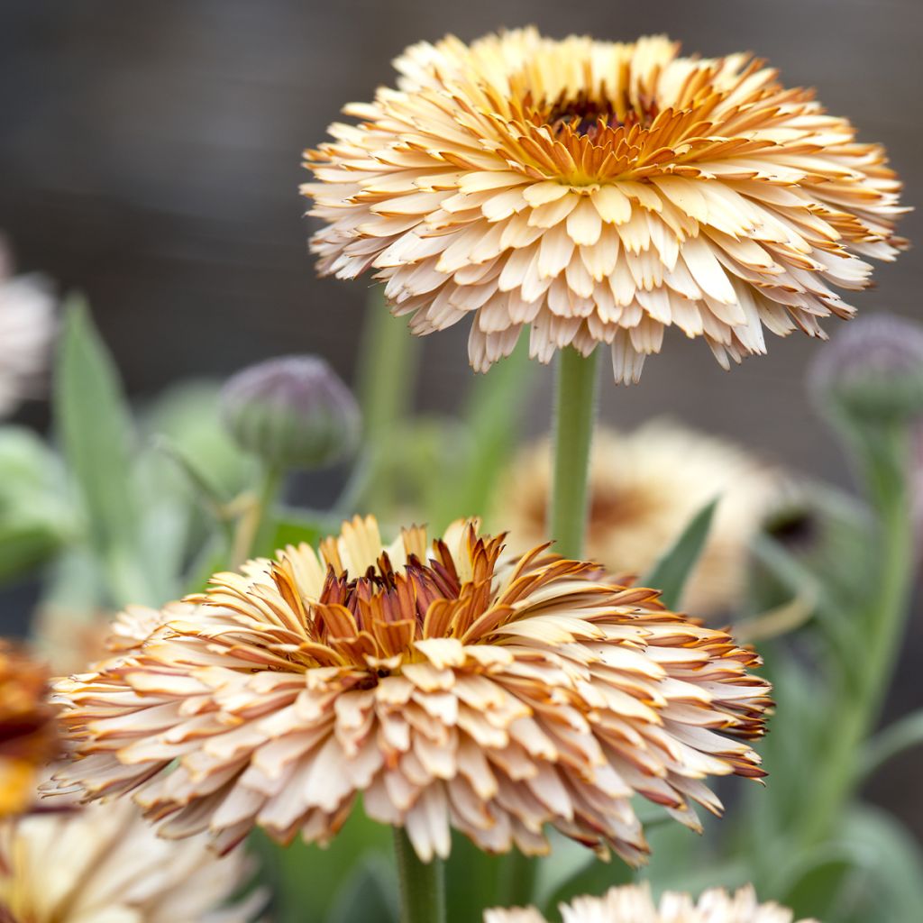 Calendula officinalis Pygmy Buff - Fiorrancio