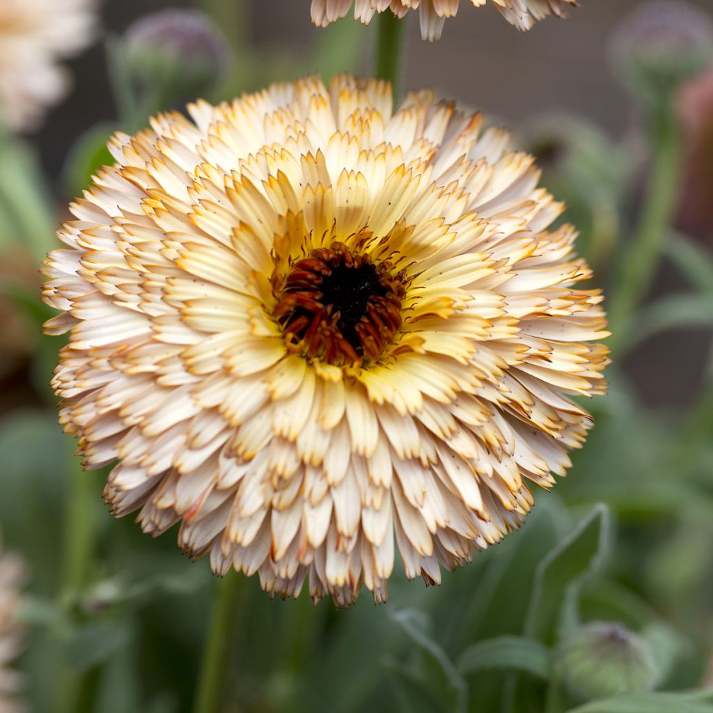 Calendula officinalis Pygmy Buff - Fiorrancio