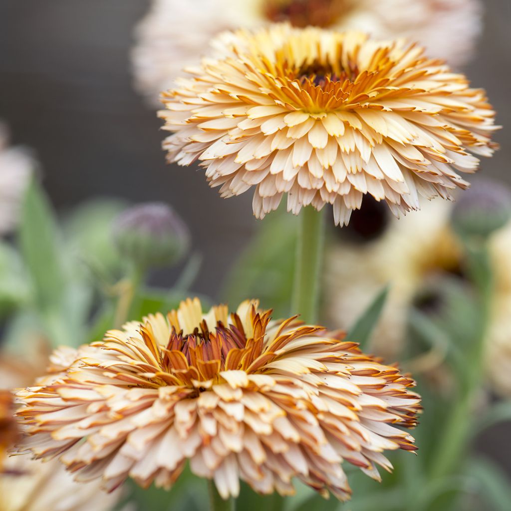 Calendula officinalis Pygmy Buff - Fiorrancio