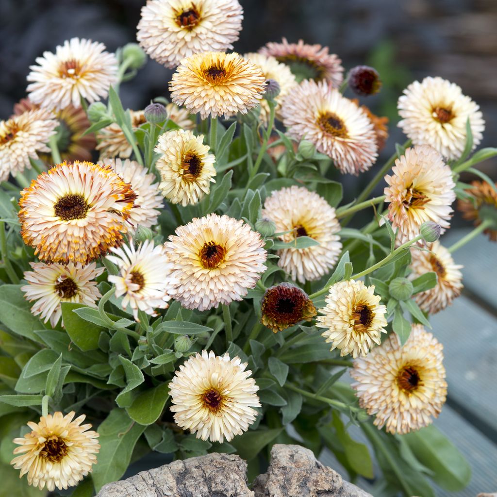 Calendula officinalis Pygmy Buff - Fiorrancio