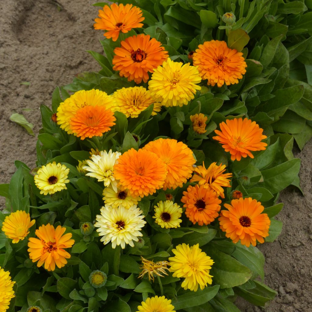 Calendula officinalis Fiesta Gitana - Calendola