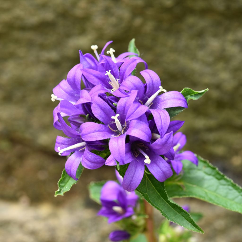 Campanula glomerata Superba (semi) - Campanula agglomerata