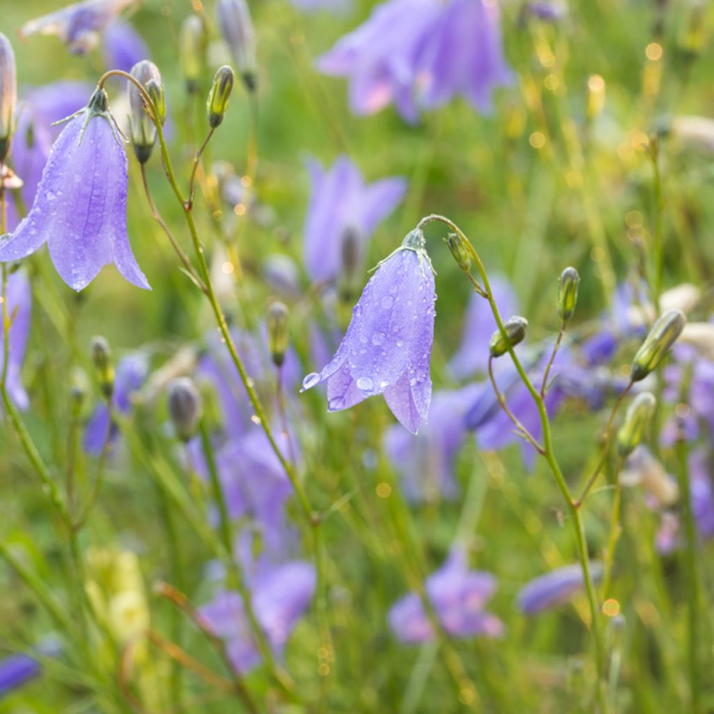 Campanula rotundifolia (semi) - Campanula soldanella