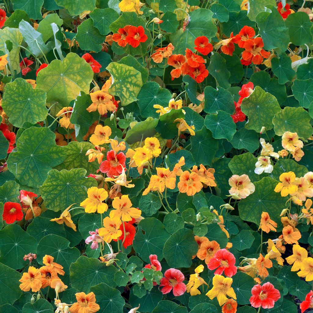 Graines de Capucine grimpante à fleurs doubles - Tropaeolum majus