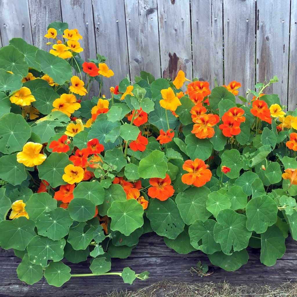 Graines de Capucine grimpante à fleurs doubles - Tropaeolum majus