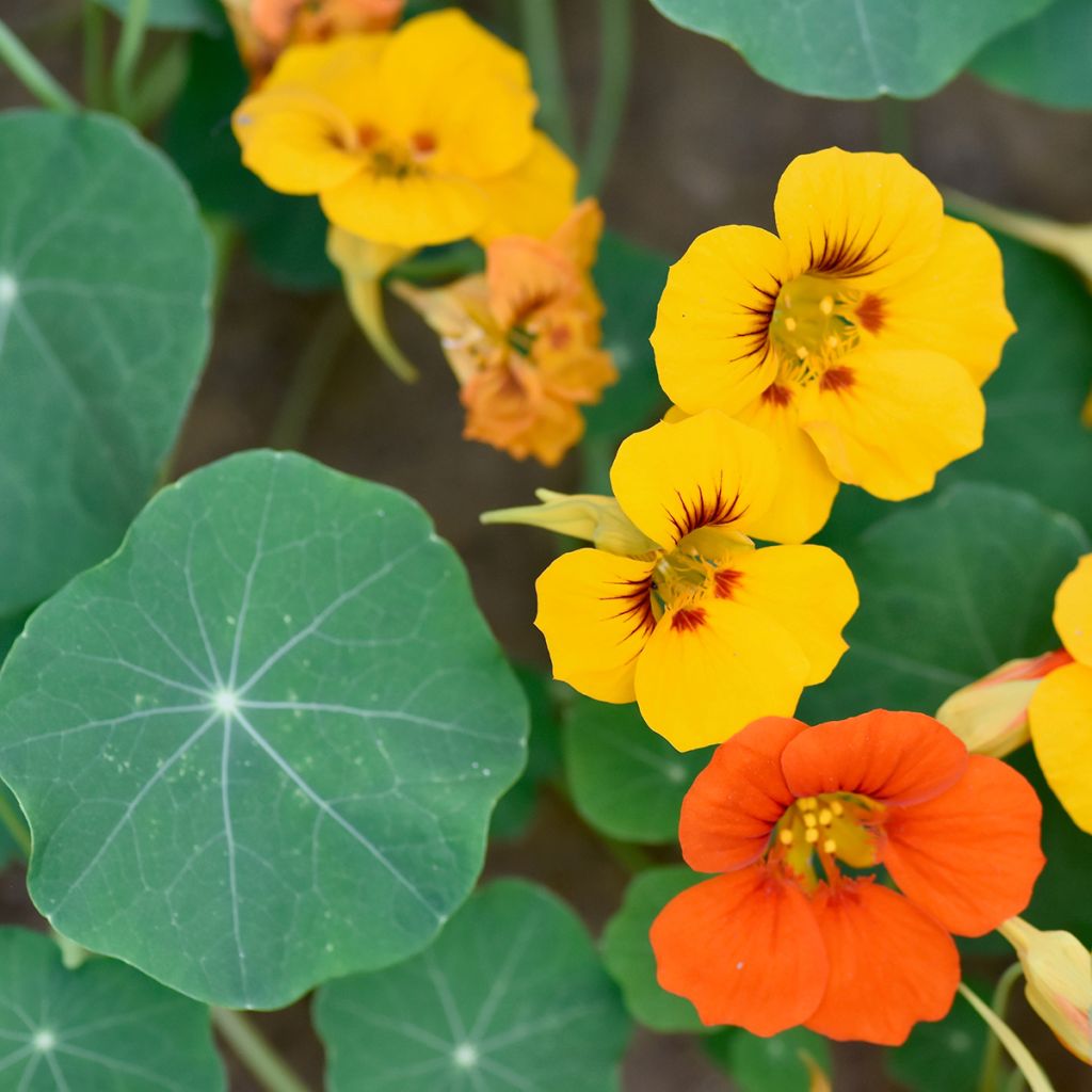 Graines de Capucine grimpante à fleurs doubles - Tropaeolum majus