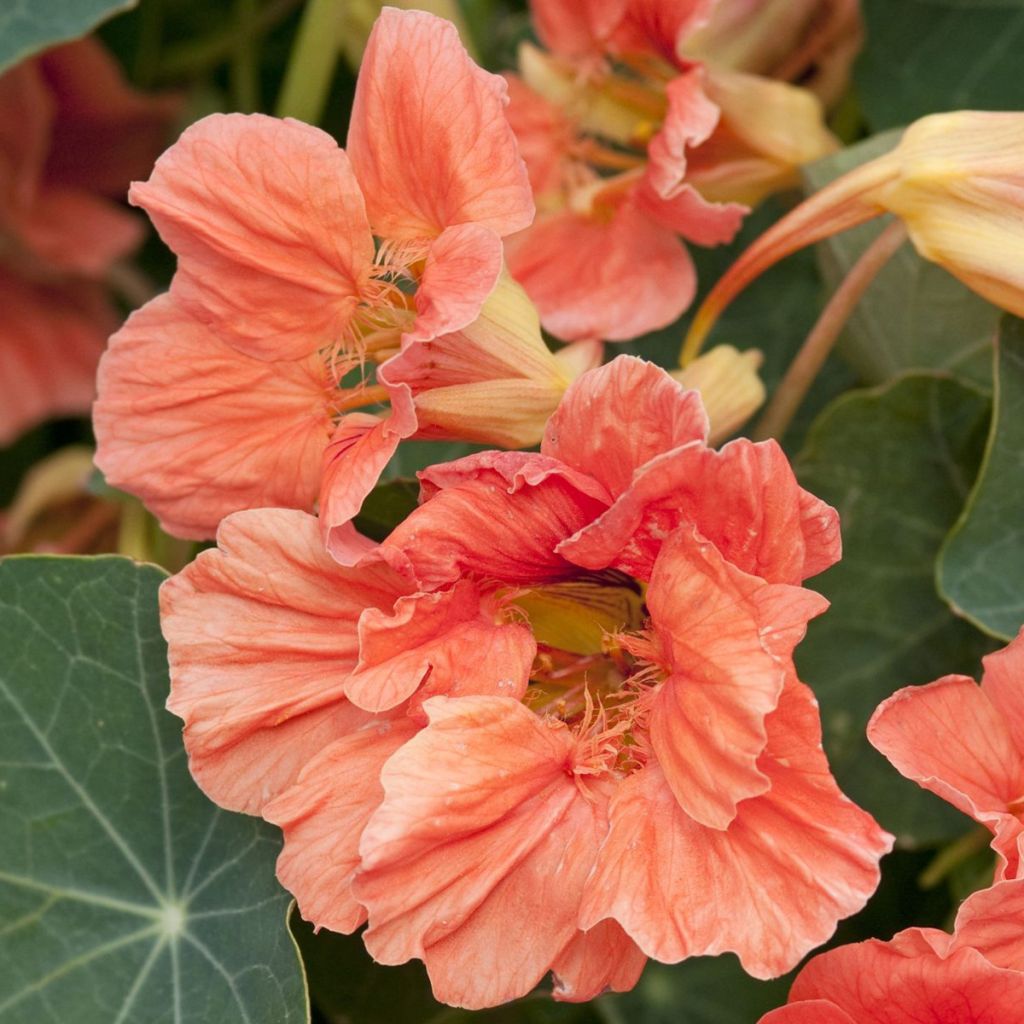 Graines de Capucine naine Salmon Baby - Tropaeolum majus 