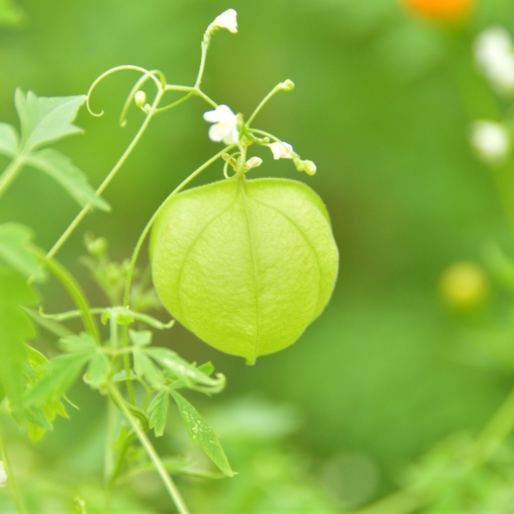 Cardiospermum halicacabum