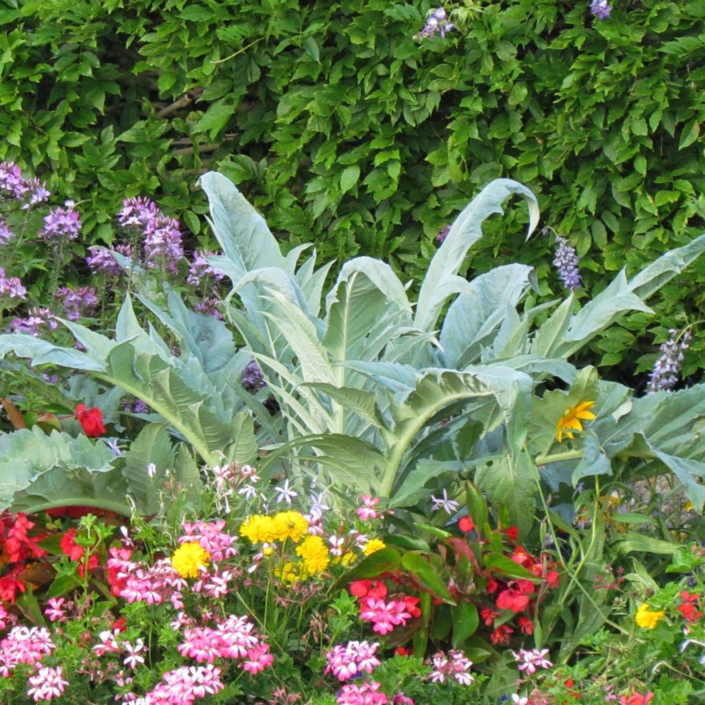 Graines de Cardon - Cynara cardunculus 