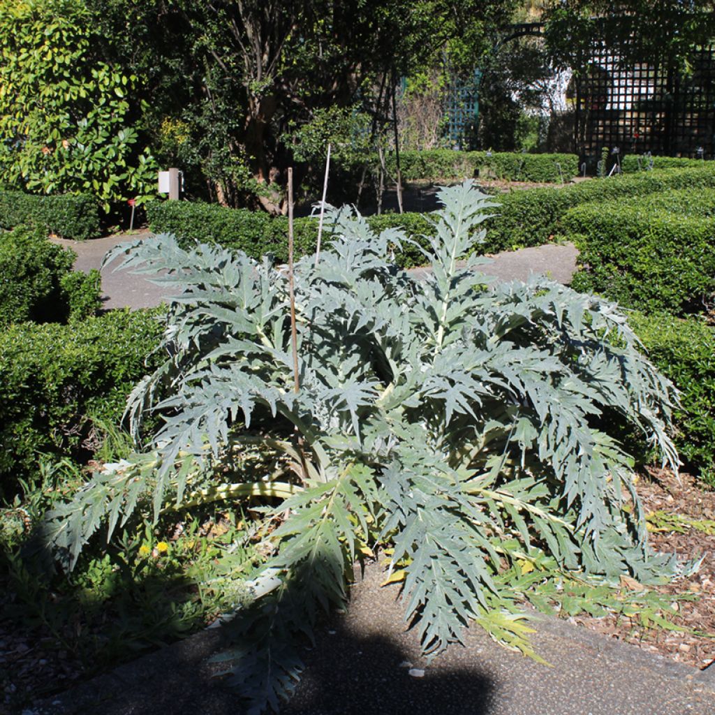 Cynara cardunculus - Cardo