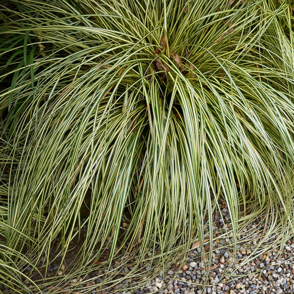 Carex comans Amazon Mist